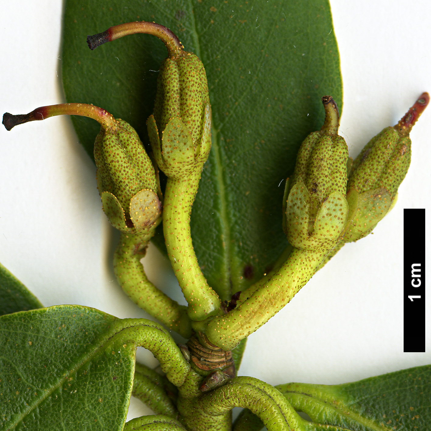 High resolution image: Family: Ericaceae - Genus: Rhododendron - Taxon: sulphureum